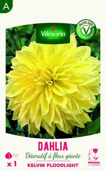 Bulbes à fleurs à planter au printemps - Dahlia décoratif à fleur géante Kelvin Floodlight XXL (x1) - face recto